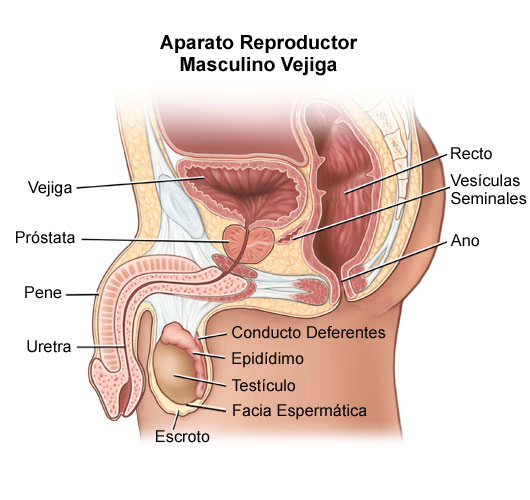 posibilidad de volverse impotente con una operación de hernia escrotal posibilidad de volverse impotente con una operación de hernia escrotal
